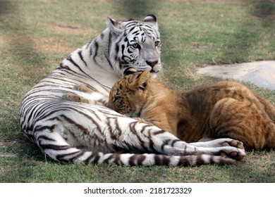 Bilder von Tigern und Jungen. Tigerin mit ihrem Jungenbild. Weißer Tiger mit Jungen.