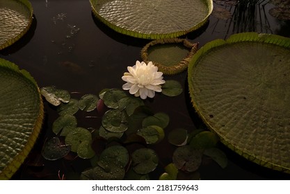 Nacht blühende Wasserpflanzen. Detailansicht von Victoria cruziana, auch bekannt als Giant Water Lily, große grüne schwimmende Blätter und Blüten aus weißen Blütenblättern, die nachts im Teich blühen.