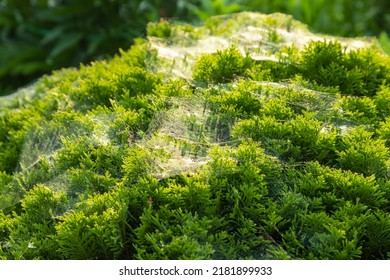 Thuja Occidentalis、庭の日差しの中で美しい蜘蛛の巣を持つウエスタンレッドシダーの低木、自然な風合い。