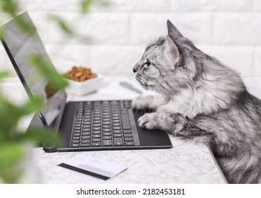 Un gato gris trabaja en una laptop, mira el monitor. Patas en el teclado, junto a una tarjeta de crédito y comida seca para gatos. El gato pide comida en línea. Compras en línea, trabajo desde casa y concepto independiente.