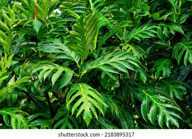 África , Mauricio, este de Mauricio, Grand Port District, área de Blue Bay, árbol de pan, Artocarpus altilis, árbol en flor en la familia de las moras