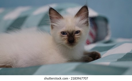 Himalaya kitten kat met lichtblauwe ogen.