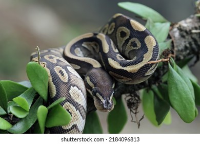 Ball python snake close up on branch, python regius