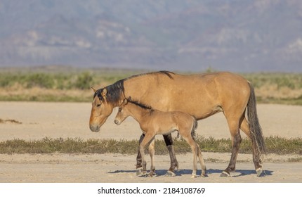 Ngựa hoang Mare và Foal ở sa mạc Utah