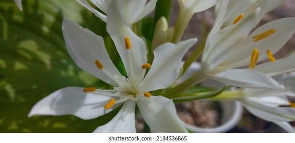 Eine schöne weiße Lilie oder in Indonesien nannten wir Bakung Putih. ist eine Zierpflanze, die für ihre sehr schöne Figur mit weißen Blüten sehr berühmt ist.