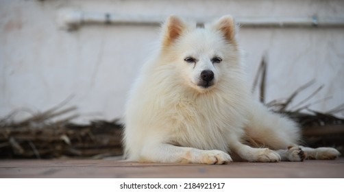 かわいい白いインディアン スピッツ犬ポーズ ストック イメージ。犬の写真。