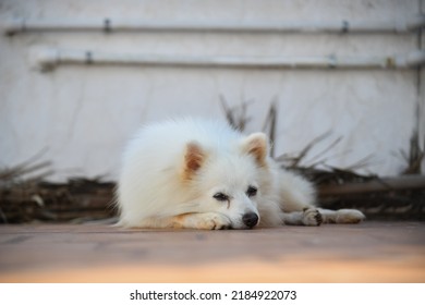 かわいい白いインディアン スピッツ犬ポーズ ストック イメージ。犬の写真。