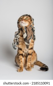白い背景にシルクのスカーフを着た面白いベンガル猫。
