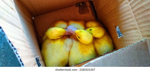 drie schattige gele eendjes in een kartonnen doos. dieren in het wild paaseend concept