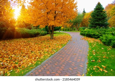 Tuinstenen pad en herfstbomen in zonlicht