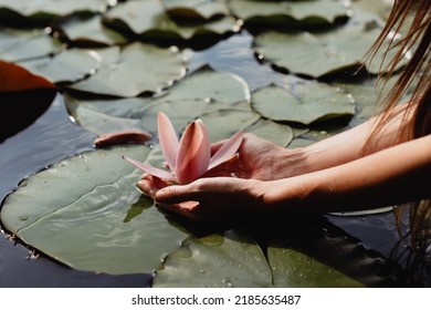 Die Hand der Frau berührte eine schöne weiße Seerose, die auf dem Fluss blühte