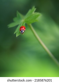 Beautiful Green Nature Background.Wild Field.Close up.Summer Landscape.Rural Scenery under Shining Sunlight.Creative Artistic Wallpaper.Art Photography.Abstract Macro Photo.Red Ladybug.Art Design.
