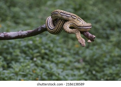 The reticulated python (Python reticulatus) is a species of python found in Southeast Asia. They are the world's longest snakes and longest reptiles, and among the three heaviest snakes.