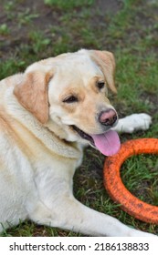 Hermoso retrato de un lindo perro de pura raza Lablador Retriever de pelaje beige