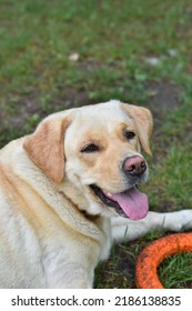 ベージュのコート色の純血種のかわいい犬ラブラドール ・ レトリーバー犬の美しい肖像画