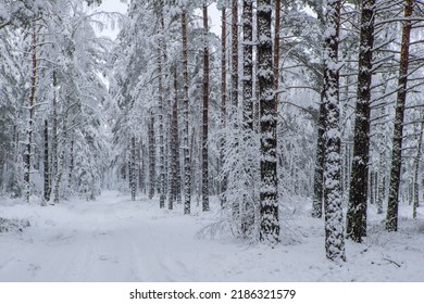 Hermoso paisaje de invierno. Camino en bosque de pinos. Árboles cubiertos de nieve. Nadie.