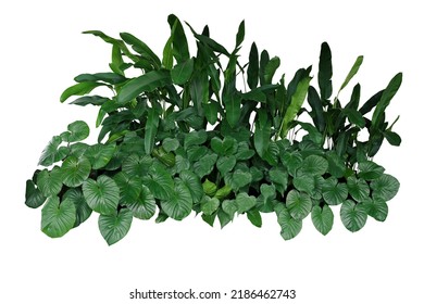 Tropical landscaping garden shrub with various types of green leaves plants, bush of lush foliage plant (Homalomena, Heliconia, Alocasia Chinese taro) isolated on white background with clipping path.