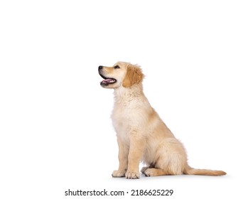 Schattige Golden retriever-pup van 3 maanden oud, rechtop zittend. Opzoeken en weg van de camera met donkerbruine ogen. Geïsoleerd op een witte achtergrond. Mond open, tong uit.
