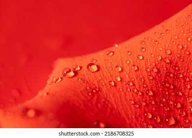 Tau- oder Regentropfen auf einem roten Rosenblatt auf rotem Grund. Schöner natürlicher Hintergrund. Platz kopieren