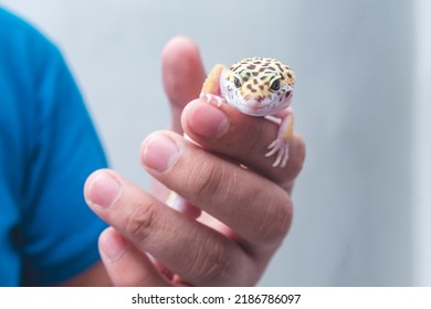 A man holds a friendly juvenile leopard gecko in his hand. A reptile lover, pet owner or herpetologist.