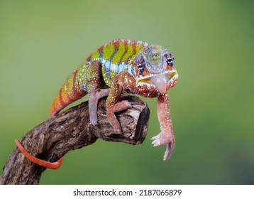 Common chameleon or Mediterranean chameleon (Chamaeleo chamaeleon) is a species of chameleon native to the Mediterranean Basin and parts surrounding the Red Sea.