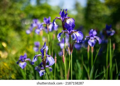 Iris siberiano en el jardín de primavera. Grupo de lirios siberianos florecientes (iris sibirica) en el jardín.