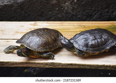 Die Rotwangen-Schmuckschildkröte oder Rotwangenschildkröte ist eine Unterart der Sumpf-Schmuckschildkröte, einer Halbwasserschildkröte aus der Familie der Emydidae. Es ist die beliebteste Haustierschildkröte in den Vereinigten Staaten, ist auch po