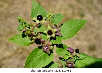 Смъртоносната нощенка, Atropa bella-donna, има черни плодове и е отровно и лечебно растение.