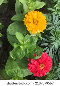 Color type of flower.kathmandu ktm pokhara Aug 72022