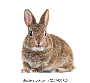 Young European rabbit facing at the camera, Oryctolagus cuniculus