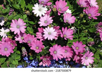 ピンクのケープ マーガレットの花、イギリスのダービーシャー