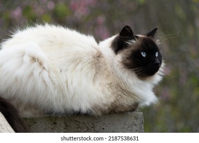 シャム色の美しいペルシャ ヒマラヤ猫