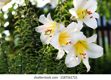 Weiße Lilie Lilium regaleon ein Hintergrund aus grünen Blättern im Sommer im Garten. Schöner Blumenhintergrund. Selektiver Fokus