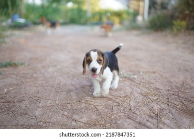 Portret van een schattige driekleurige beagle pup die buiten op de grond staat.