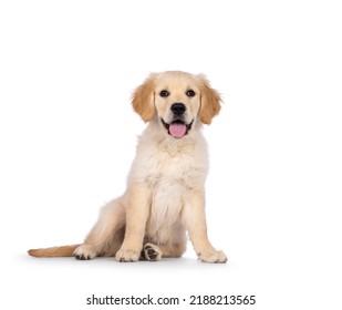 愛らしい生後 3 ヶ月のゴールデンレトリバーの子犬、正面を向いて座っています。濃い茶色の目でカメラに向かっています。白い背景上に分離。口を開けて、舌を出します。