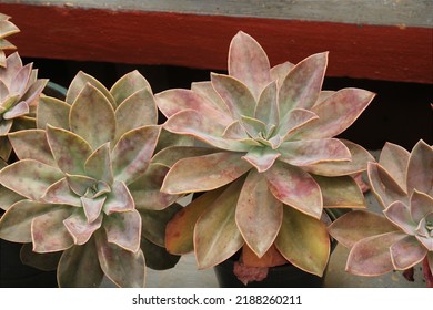 Graptoveria Fred lves. Tanaman sukulen yang cantik. Kaktus