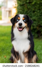 Miniatuur Amerikaans herdershondportret. Honden foto. Blauwe ogen hond. Huisdier op de wandeling