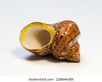 Spiral shaped sea shell, protective outer layer of the sea snail mollusk. A spiral shape running to the tip (apex), with a spiral pattern on the whorls in various shades of brown. White background. 