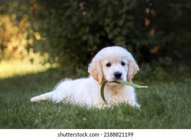 夏のゴールデンレトリバーの子犬。草の上に太陽の下で横になっている若いかわいいゴールデンレトリバーの子犬。生後6週間のゴールデンレトリバーの子犬