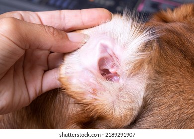 Veterinárne vyšetrenie detailu ucha psa