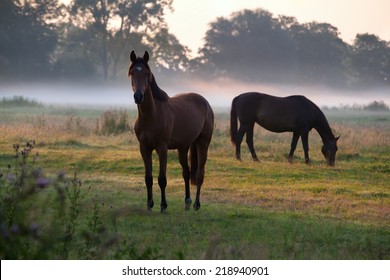 ngựa chăn thả trên đồng cỏ lúc bình minh mù sương