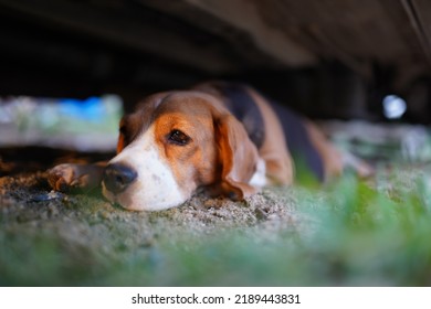 Een schattige driekleurige beagle-hond ging onder de auto buiten in de tuin liggen.