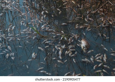 Peces muertos flotan a la superficie del agua en un canal contaminado. Debido al calentamiento, los peces comenzaron a morir. Agua contaminada tóxicamente contaminada con veneno químico
