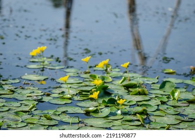 Gelbe Seerosenblumen wachsen auf dem Wasser. Seerosenblätter mit kleinen gelben Blüten auf der Oberfläche des Sees.