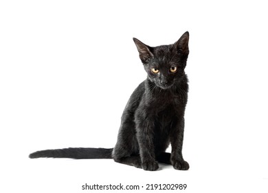 黒い猫ペットの邪悪な威嚇するような怖い顔は、白い背景で隔離のカメラを見てください。