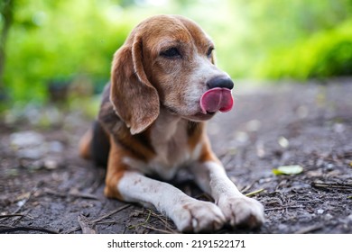 Un viejo perro beagle tricolor saca la lengua, se acuesta en el suelo al aire libre bajo los árboles.
