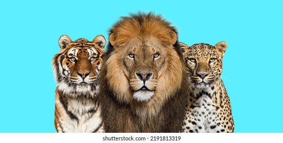 Leeuw, tijger en gevlekte luipaard, samen op een blauwe achtergrond