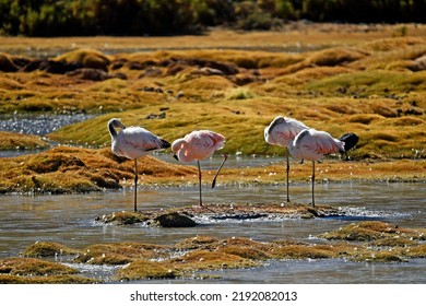 チリのアタカマ砂漠の晴れた日に草に囲まれた池のフラミンゴの接写