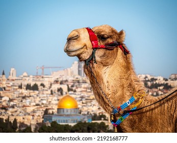 Lạc đà nhìn thành phố Jerusalem từ Núi Oliu