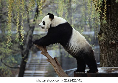 水の湖の近くの木の上に立っているジャイアント パンダ